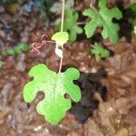 Vitis mustangensis Leaf