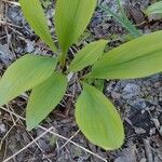 Allium tricoccum Feuille