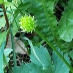 Ranunculus lingua 果