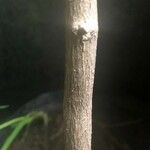 Lycium cestroides Corteza