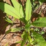 Lactuca indica Habitatea