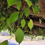 Ficus retusa Liść