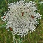 Daucus carota花