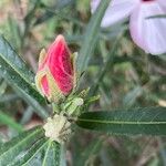 Hibiscus heterophyllus Flors