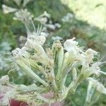 Silene italica Flower