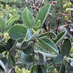 Ceanothus leucodermis Hoja