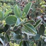 Ceanothus leucodermis Leaf