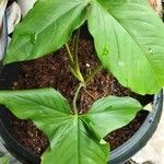 Syngonium hoffmannii Yaprak