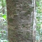 Paramachaerium ormosioides Bark