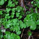 Hydrocotyle leucocephala Habit