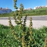 Rumex crispus Folha