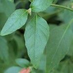 Justicia brandegeeana Hoja