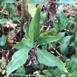 Bidens aurea Leaf