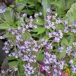 Heliotropium arborescens Flor