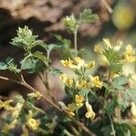 Corydalis aurea Pokrój