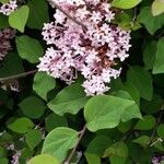 Syringa pubescens Flower