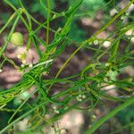 Cassytha filiformis Blüte