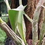 Epidendrum ciliare Yaprak
