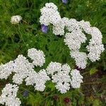 Achillea nobilisFleur