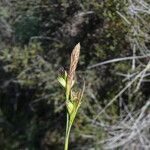 Carex halleriana Flower