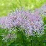 Thalictrum aquilegiifolium 花