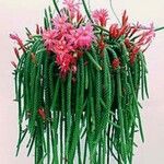 Aporocactus flagelliformis Цветок
