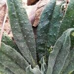 Echium asperrimum Leaf