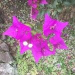 Bougainvillea spectabilisപുഷ്പം