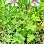 Geranium renardii Habit