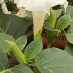 Datura innoxia Virág