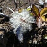 Clematis mauritiana Fruit