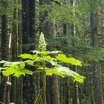 Oplopanax horridus Blomma