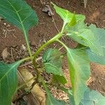 Capsicum annuumLeaf