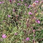 Centaurea nigrescensFlower