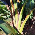Strelitzia nicolai Corteza
