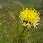 Centaurea collina Flower