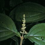 Miconia diaphanea Цветок