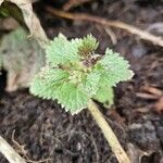 Urtica urens Leaf