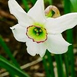 Narcissus poeticus പുഷ്പം