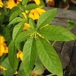 Cleome spinosa Leaf