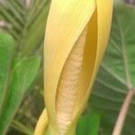 Colocasia fontanesii Flor