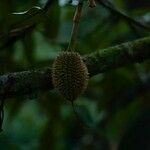 Durio zibethinus Fruit