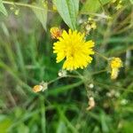 Crepis micrantha Flower