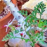Pelargonium ceratophyllum Yaprak