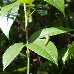 Passiflora tripartita Feuille