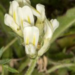 Oxytropis campestris Цветок