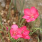 Gladiolus carmineus