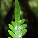 Pteris catoptera برگ