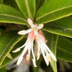 Sarcococca hookeriana Flower