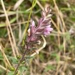 Odontites vernus Flower